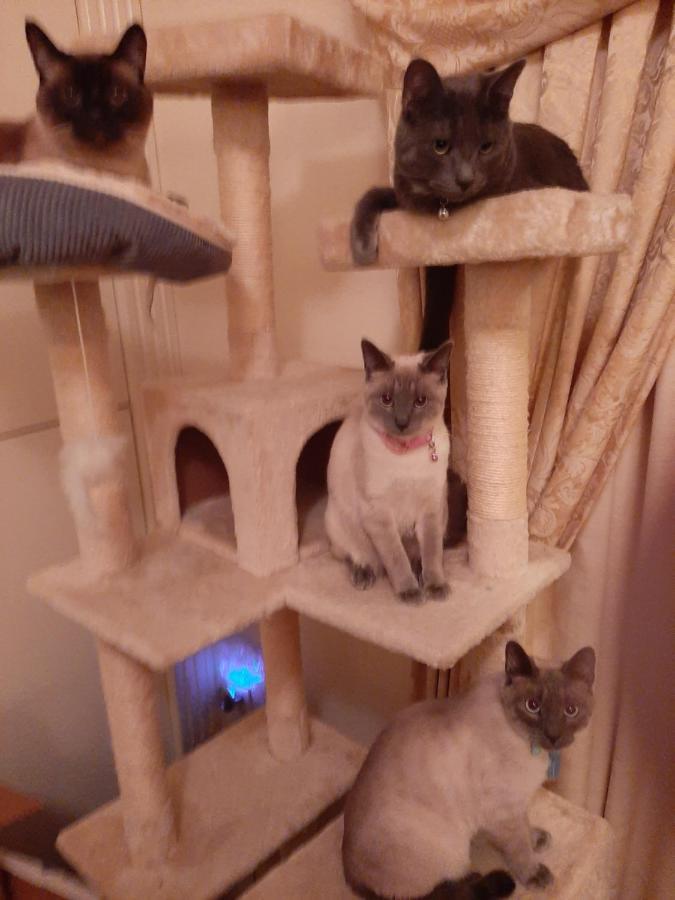 Catmosphere 2 Λας Βέγκας Εξωτερικό φωτογραφία